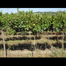 … ebenso bei diesen Weinstöcken